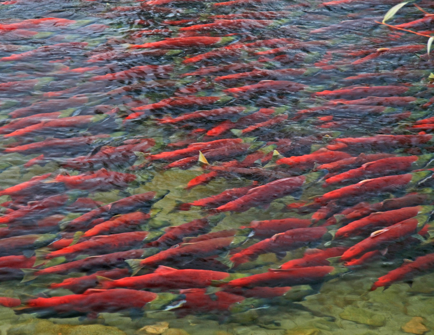 Adams River Sockeye Run: Travel 4 Hours To A Once Every 4 Years ...